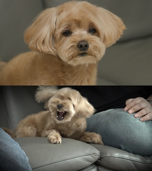 '개는 훌륭하다' 천사 犬이었던 쿠키, 예민 보스 犬으로 돌변한 가슴 아픈 사연