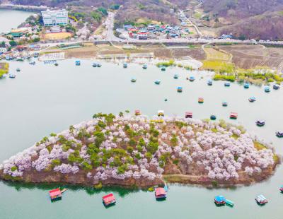 충북서 꽃나들이 하세요…충북도, 봄꽃 인증샷 이벤트 진행