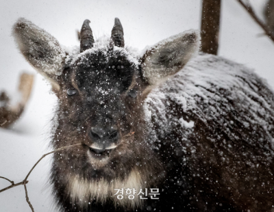 ASF울타리 따라 생긴 ‘죽음의 선’···누가 산양을 죽였나