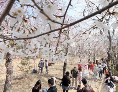 벚꽃 개화율 10%에도 북적···막 올린 진해군항제