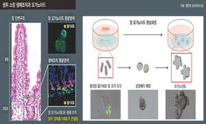 장 오가노이드 연구로 장 건강의 비밀을
