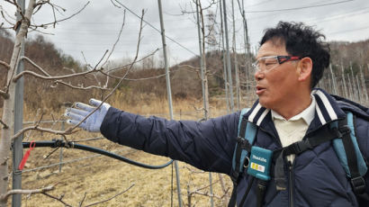 "사과 다이아값 될라"…빨라진 벚꽃 시계, 농장주는 떨고있다