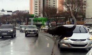 성남 차도 달린 ‘타돌이’ 한 달 전 짝꿍 떠나보냈네