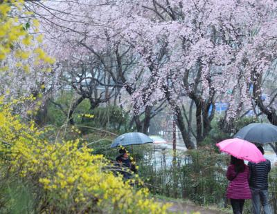 전국 ‘최대 80&#13212; 이상’ 봄비···중부지방 황사[날씨]