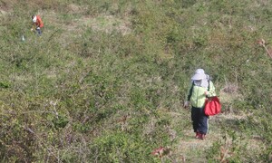 맛 좋은 제주 고사리…꺾다보니 “여기가 어디?”