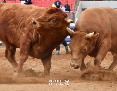 동물 학대 논란 ‘소싸움’…무형문화재 지정 ‘일단 보류’