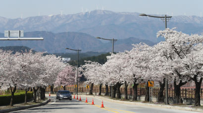 폭설에 스키장 다시 열렸다…벚꽃∙눈꽃 동시에 즐기는 축제