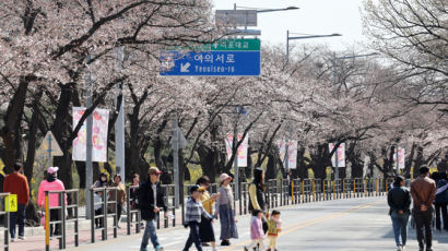 여의도 벚꽃길에 '사쿠라' 지우고 고유종 제주왕벚나무 심는다