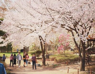 인천대공원 벚꽃축제 6~7일 개최