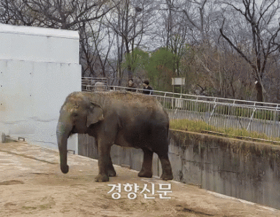 푸바오에 열광할 때 죽어간 복동이와 루디···‘이상행동’ 동물들 실태