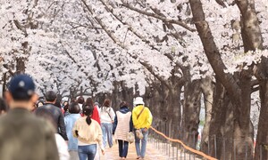 내일 어디 갈래?…서울시 추천 봄꽃 길 173선