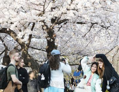 [정동길 옆 사진관] “봄봄봄 봄이 왔어요!”…여의도 벚꽃 절정