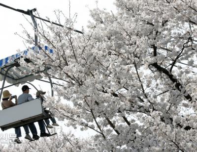 [포토뉴스] ‘짧은 봄’을 간직하고 싶어서…