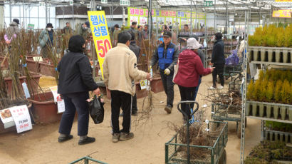 “금사과 너무 비싸…직접 키워 먹자” 사과 묘목값도 뛰었다