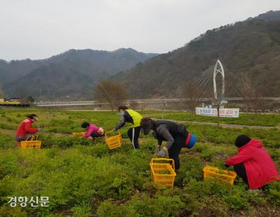 토사 유실 막는 ‘삼나물’ 입맛도 살리네