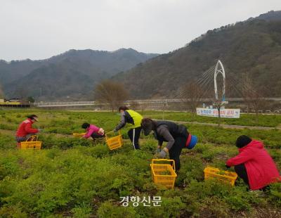 수질보호·일자리 창출 등 ‘1석 4조’···북한강 ‘눈개승마 재배단지’ 가보니