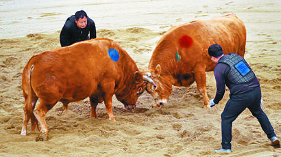 동물 학대 vs 전통문화…논란에도 전국 곳곳서 소싸움