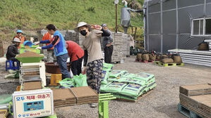 요리사 경력에 토마토 재배 홍종민 씨