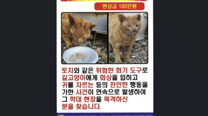 불로 지지고 귀 자르고…길냥이 학대 제보, 현상금 100만원 걸었다