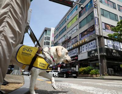 “건널목도 척척”···시각장애인의 눈 역할 위해 훈련 받는 안내견들