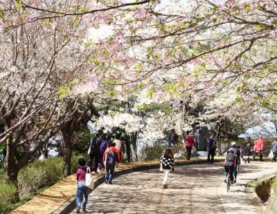 “막바지 봄꽃 즐기세요”…충남 곳곳서 봄꽃 축제