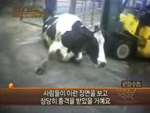 [언론계 역사 속 오늘] 2008년 4월29일, MBC PD수첩 광우병편 첫 방송