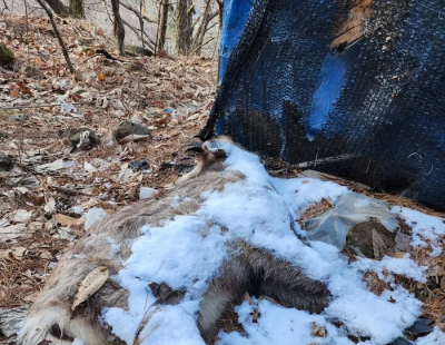 천연기념물 산양 절반 죽은 뒤에야 돼지열병 울타리 개방