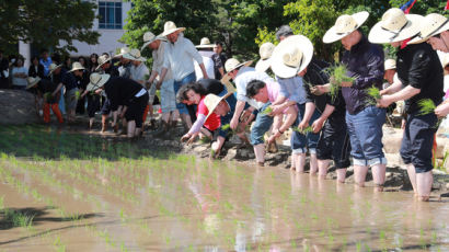 시청 마당선 모내기, 옥상엔 상추 무럭무럭...농경지로 변신한 지자체 청사 [영상]