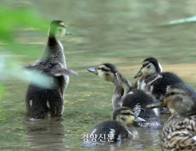 [정동길 옆 사진관] 두 마리는 잃었지만 끝까지 간다