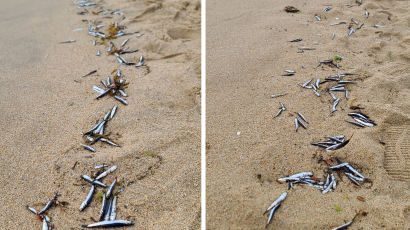 "불길한 징조?"…경포 백사장 늘어선 '죽은 멸치떼' 알고보니