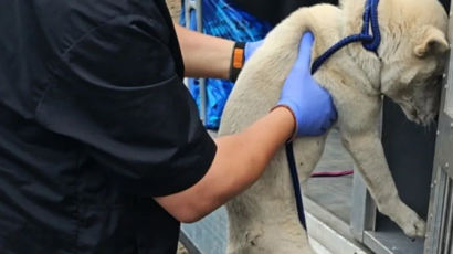 다른 개 보는 앞에서…“보신탕 먹으려” 불법 도축한 60대 입건