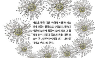 [소년중앙] 전국 곳곳 ‘계란꽃’…적응력 뛰어난 개망초