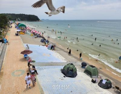 “해수욕장서 반려견과 함께 여름 휴가 보내요”…대천해수욕장 ‘펫비치’ 운영