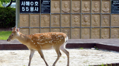 [사진] ‘서해수호 55용사’ 찾은 꽃사슴