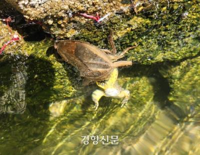 ‘물장군’ 너, 거기 살아 있었구나!…멸종위기 ‘진도서’ 확인