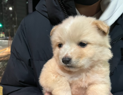 입양한 개·고양이 11마리 살해범에 집행유예…동물단체 “최악의 선고”