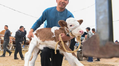 [Biz-inside,China] 마사지에 전문 영양사까지...中 치치하얼에선 '소'팔자가 상팔자?