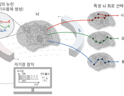 자기장 쏴 행동·감정 조절 기술 개발…“쥐 모성애 커져”