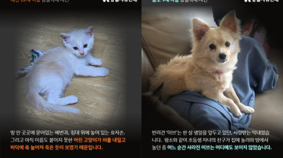 고양이 때려죽이고, 강아지 창밖 던진 초등생들…이유는 "몰라요"