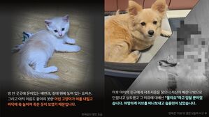 [Pick] 고양이 때려죽이고, 강아지 창밖 던진 초등생들…"동물 학대 심각"