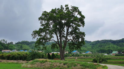 230살 넘은 천연기념물 포천 오리나무, 폭우에 뿌리째 뽑혔다