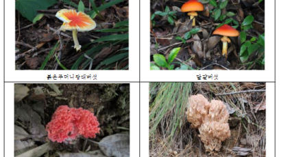 폭염 속 독버섯 급증…여름철 야생버섯 중독사고 주의해야