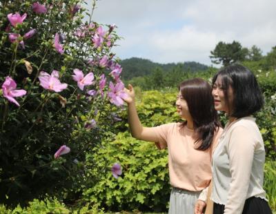 “만개한 무궁화 감상하러 태안으로 오세요”