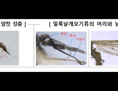 전국에 말라리아 경보 발령··· “오한·두통·구토 증상, 감염 의심해야”