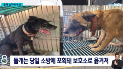 부산 들개 습격사건의 공포 "2m 뛰어 확 물어, 내가 죽나 생각"