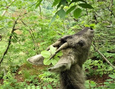 산양 조사 ‘부실’ 판정에 이어 부실 보완?…“공신력 있는 곳에서 재실시해야”