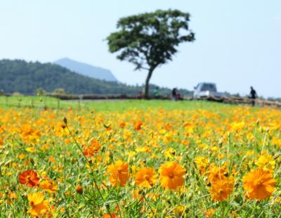 [포토뉴스] 활짝 핀 황화코스모스