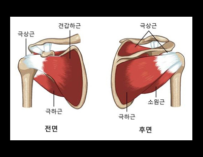 한 번 파열되면 저절로 낫지 않는 ‘회전근개’··· 수술 대신할 치료법은