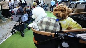 "출산율 꼴찌 한국서 '개모차' 판매 급증" 외신도 관심