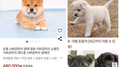 "생후 45일 강아지, 상자 담아 배송" 두눈 의심케 한 쿠팡 판매글